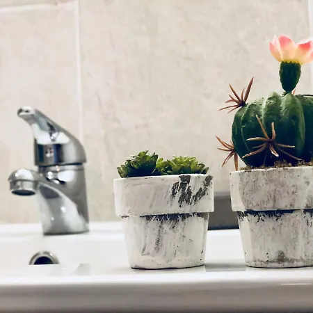 Cactus